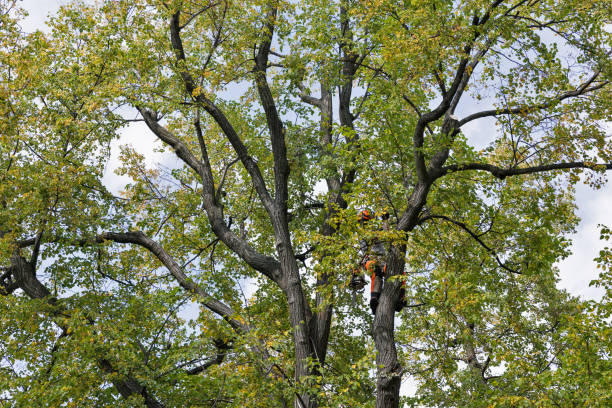 How Our Tree Care Process Works  in  Bridgeport, MI